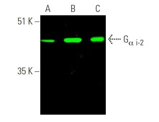 Gα i-2 Antibody (L5) | SCBT - Santa Cruz Biotechnology