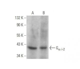 western blotting image from recommended G&alpha; i-2 (L5) monoclonal antibody replacement. Image 352806