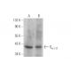 western blotting image from recommended Gα i-2 (L5) monoclonal antibody replacement. Image 352806