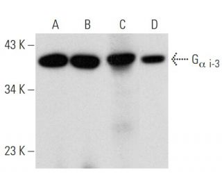 G<sub>&alpha; i-3</sub> Antibody (H-7) - Western Blotting - Image 353732 