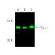 western blotting image from recommended Gα i-1/GNAI1 (R4) monoclonal antibody replacement. Image 374318