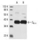 Gα o Antibody (A2) - Western Blotting - Image 4322 
