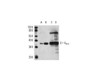 G<sub>&alpha; o</sub> Antibody (A2) - Western Blotting - Image 11360 