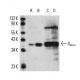 Gα o Antibody (A2) - Western Blotting - Image 11360 