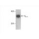 Gα o Antibody (A2) - Western Blotting - Image 394042