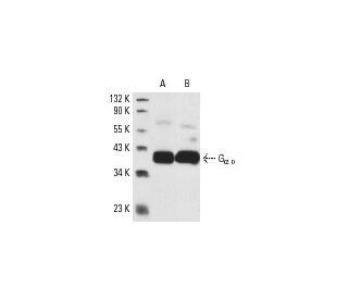 western blotting image from recommended G&alpha; o (A2) monoclonal antibody replacement. Image 4322