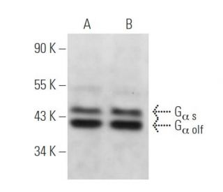 western blotting image from recommended Gα s/olf (A-5) monoclonal antibody replacement. Image 14618