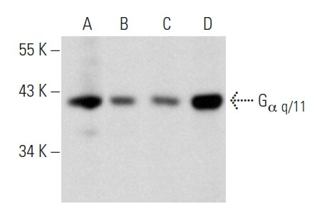 Gα q/11 Antibody (F-5)