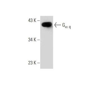 Gα q Antibody (10) | SCBT - Santa Cruz Biotechnology