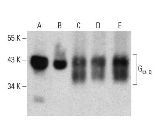 G<sub>&alpha; q</sub> Antibody (10) - Western Blotting - Image 385764 