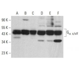 G<sub>&alpha; s/olf Antibody (</sub>C-10) - Western Blotting - Image 380692 