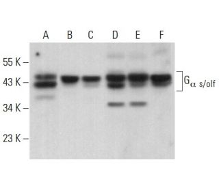 G<sub>&alpha; s/olf Antibody (</sub>G-10) - Western Blotting - Image 380690 