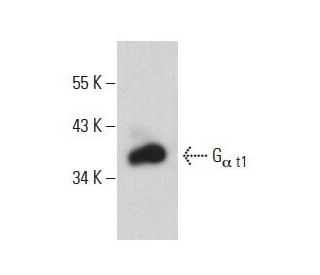 G<sub>&alpha; t1</sub> Antibody (C-9) - Western Blotting - Image 397680