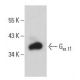 Gα t1 Antibody (C-9) - Western Blotting - Image 397680