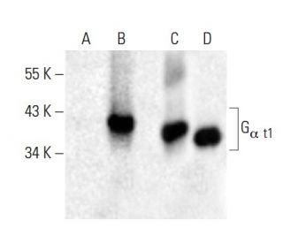 G<sub>&alpha; t1</sub> Antibody (F-7) - Western Blotting - Image 398502