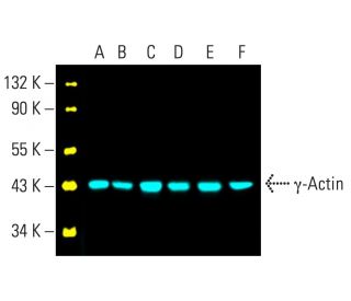 &gamma;-Actin Antibody (1-17) - Western Blotting - Image 402083 