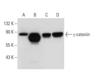 &gamma;-catenin Antibody (B-7) - Western Blotting - Image 314045 