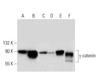 &gamma;-catenin Antibody (D-12) - Western Blotting - Image 301465 