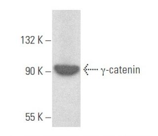 &gamma;-catenin Antibody (H-1) - Western Blotting - Image 355671 