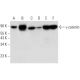 western blotting image from recommended γ-catenin (A-6) monoclonal antibody replacement. Image 314120