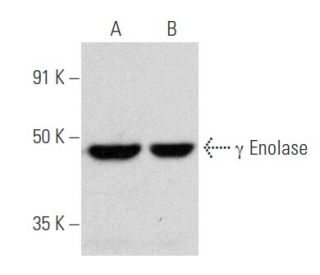 &gamma; Enolase Antibody (3F289) - Western Blotting - Image 354761 