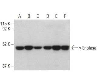 &gamma; Enolase Antibody (D-7) - Western Blotting - Image 398476 