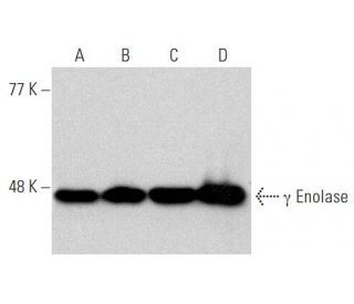 western blotting image from recommended &gamma; Enolase (D-7) monoclonal antibody replacement. Image 358461