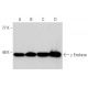 western blotting image from recommended γ Enolase (D-7) monoclonal antibody replacement. Image 358461