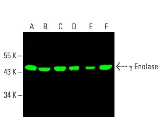 &gamma; Enolase Antibody (NSE-P1) - Western Blotting - Image 403408 
