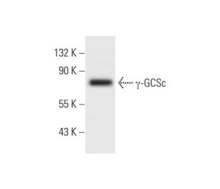 &gamma;-GCSc Antibody (G-12) - Western Blotting - Image 295718 