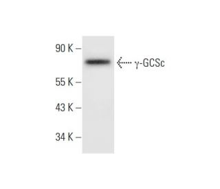 western blotting image from recommended &gamma;-GCSc (F-9) monoclonal antibody replacement. Image 295720