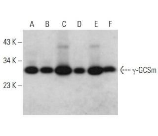 &gamma;-GCSm Antibody (F-8) - Western Blotting - Image 381126 