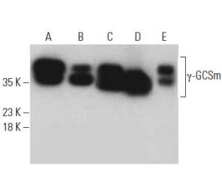 western blotting image from recommended γ-GCSm (E-4) monoclonal antibody replacement. Image 396095
