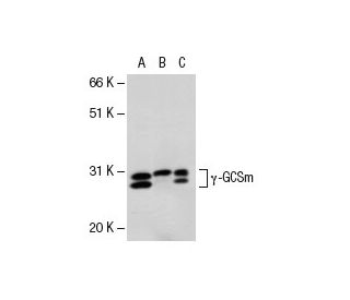 &gamma;-GCSm Antibody (G-4) - Western Blotting - Image 15029 