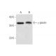 γ-parvin Antibody (A-11) - Western Blotting - Image 300458 