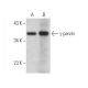 γ-parvin Antibody (A-11) - Western Blotting - Image 372488