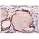 γ-parvin Antibody (B-9) - Immunohistochemistry - Image 158582 