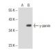 γ-parvin Antibody (B-9) - Western Blotting - Image 153934