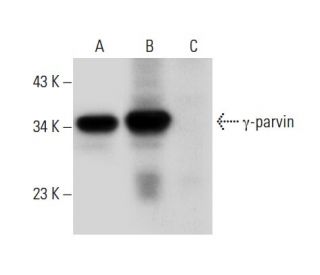 &gamma;-parvin Antibody (B-9) - Western Blotting - Image 308035 