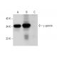 γ-parvin Antibody (B-9) - Western Blotting - Image 308035 