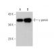 γ-parvin Antibody (B-9) - Western Blotting - Image 372483