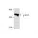 γ-parvin Antibody (C-5) - Western Blotting - Image 287991 