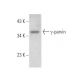 γ-parvin Antibody (D-6) - Western Blotting - Image 372480