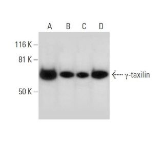 &gamma;-taxilin Antibody (F-4) - Western Blotting - Image 297821 
