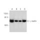 γ-taxilin Antibody (F-4) - Western Blotting - Image 297821 