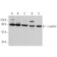 γ-taxilin Antibody (F-4) - Western Blotting - Image 375560