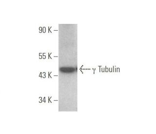 &gamma; Tubulin Antibody (B-12) - Western Blotting - Image 352411 