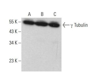&gamma; Tubulin Antibody (D-10) - Western Blotting - Image 376067 