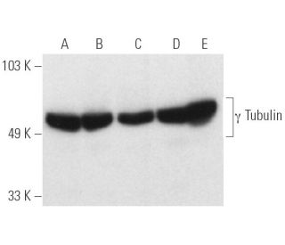 western blotting image from recommended &gamma; Tubulin (C-11) monoclonal antibody replacement. Image 5459