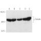 western blotting image from recommended γ Tubulin (C-11) monoclonal antibody replacement. Image 5459